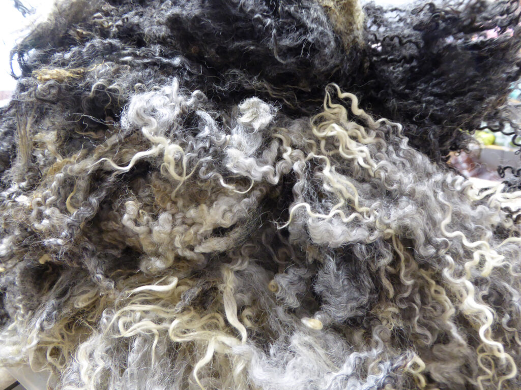 Grey-and-light-curly-wool